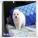 เจแปนนิส สปิตซ์ (Japanese Spitz) เกรดคุณภาพเปิดจำหน่ายพร้อมจัดส่งฟรีครับ