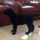 ขายลูกสุนัขลาบราดอร์ เพศผู้ อายุ 2 เดือนครึ่ง สีดำแคลี่ช็อค 10000 มีใบเพ็ด (ปิดก...