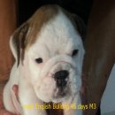 บูลด็อก(English Bulldog)  เพศผู้ อายุ 45วัน M3