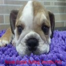 บูลด็อก(English Bulldog)น่ารัก เพศเมีย อายุ 2 เดือน FM2