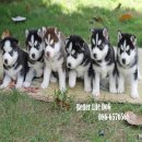 SIBERIAN HUSKY WOOLLY  ราคาสวยๆ