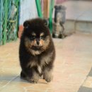 FYPOM KENNEL ขายน้องWindmill เพศผู้ ไซส์มาตรฐาน สีBlack Tan ขนแน่น โครงสร้างดี