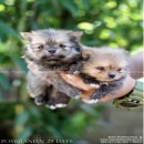 Pomeranian เปิดให้จองแล้ว ลูกสุนัขปอมเมอเรเนียน หน้าหมีๆ  เกรดคุณภาพ พร้อมใบเพดด...