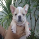 ---FRENCH BULLDOG ---เพศเมีย สีครีม สายอเมริกา***(ขายแล้วครับ)***