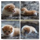 เปิดจองแล้วค่ะ แมว scottish fold สวยๆค่ะ