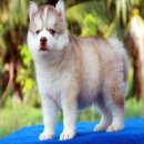 ไซบีเรียนโครงสร้างใหญ่ สายพันธุ์ดี ไซบีเรียนต้อง ALL BEST KENNEL เท่านั้น