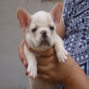 -----FRENCH BULLDOG-----เพศเมีย สีครีม มีเพ็ดฯ***(ขายแล้วครับ)***