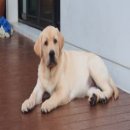 ลูกสุนัขสายเลือดแกรนด์อเมริกันแชมป์ คอกแรกในประเทศไทย พร้อมย้ายบ้าน