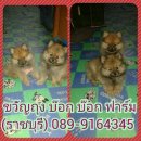 ขายลูกปอม ผู้ 1 เมีย 1 ราชบุรี 089-9164345