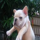 ------FRENCH BULLDOG-----เพศเมีย สีครีม มีเพ็ดฯ***(ขายแล้วครับ)***