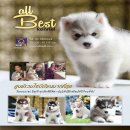 ด่วนไซบีเรียนเกรดดี มีหลายคอกให้เลือกขนแน่นสวย สุขภาพแข็งแรงALL BEST KENNEL 