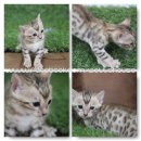 #Bengal cat by Petto House เปิดจองแล้วนะค่ะตัวที่4ค่ะ