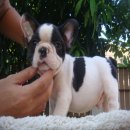 ---FRENCH BULLDOG---เพศผู้ มีเพ็ดฯ(ขายแล้วครับ)