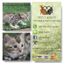 #Bengal cat by Petto House เปิดจองแล้วนะค่ะ ตัวที่1ค่ะ