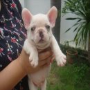 -----FRENCHB BULLDOG----- เพศผู้***(ขายแล้วครับ)***