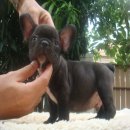 --FRENCH BULLDOG--เพศผู้ มีเพ็ดฯ***ขายแล้วครับ***