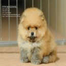 FYPOM KENNEL ขายน้องCarnation สีส้ม เพศผู้ ไซส์มาตรฐาน โครงสร้างดี มีใบเพ็ดดิกรี