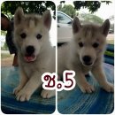 น้องไซราคาท้าลมร้อยเหลือแค่ 3 ครับ 6900 บาท