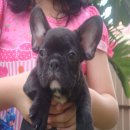 -----FRENCH BULLDOG-----เพศผู้**(ขายแล้วครับ)**