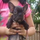 ---FRENCH BULLDOG---เพศผู้*(ขายแล้วครับ)*