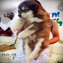 Alaskan Giant หมีน้อยอลาสกัน ไจแอนท์ เกรดคุณภาพ โครงสร้างใหญ่ มีPEDIGREE (รับบัต...