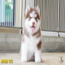 *** ปิดการขาย *** CS KENNEL ขาย ลูกไซบีเรียน ฮัสกี้ เกรดพ่อพันธุ์ สีคอปเปอร์ สวย...