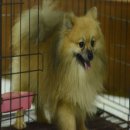 FYPOM KENNEL ขายน้องAfinar เพศผู้ ไซส์มาตรฐาน สีส้ม ขนแน่น โครงสร้างดี มีใบเพ็ดด...