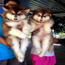  GIANT ALASKAN ไจแอนท์ อลาสกัน มาลามิว ไซส์บิ๊กๆ เกรดคุณภาพ ( ยินดีรับบัตรเครดิต...