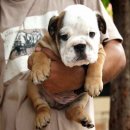 น้องเทย่า เพศเมีย จาก Big-Bone Bulldog