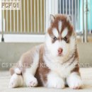 CS KENNEL เปิดจอง ลูกไซบีเรียน ฮัสกี้ เกรดแม่พันธุ์ ( ลูกฟูจิ & คอฟฟี่)   **...