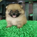 Pomeranian 5500 ราคาเบาบา