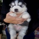  SIBERIAN HUSKY สไตล์ Wolly coat หน้าหมีๆบึ้มๆ เกรดคุณภาพ รับบัตรเครดิต 