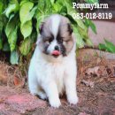 Pommyfarm จำหน่ายลูกปอมเมอเรเนียน คุณภาพดี โครงสร้างสวย หน้าหมี สายเมกา ขนแน่นๆ...