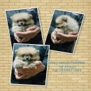 Pomeranian for sale ปอมส้มน้ำตาล น่ารักเพศเมีย ไซส์ทีคัพแท้