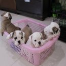 เปิดจองลูกบลูด็อกน่ารักๆ ลูก Buddy ของ TheBestBulldog อายุ 45 วัน มีใบเพ็ดฯสมาคม