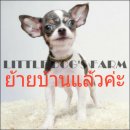 LITTLE DOG'S FARM : ย้ายบ้านแล้วค่ะ สาวน้อยชิวาวา ขนสั้นสีแฟนซีขาว-เทา มีคิ้ว มี...