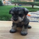 ลูกสุนัขมิเนเจอร์ ชเนาเซอร์ แท้ ๆ MINIATURE SCHNAUZER 12,000 บาทมีใบเพ็ด 