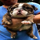 ขายน้องบูลด็อกเพศผู้ ลายเสือแดง จาก Bigbonebulldog