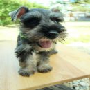 ลูกสุนัขมิเนเจอร์ ชเนาเซอร์ แท้ ๆ MINIATURE SCHNAUZER 8,000 บาทมีใบเพ็ด  สุขภาพแ...