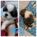 น้องชาบูพร้อมย้ายบ้านแล้วคับ อายุ 44 วันคับ