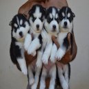 SIBERIAN HUSKY ( ฺฺBlack White ) BL01-BL08  ขาวดำ ขนแน่น