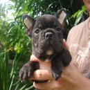 ---FRENCH BULLDOG--- เพศผู้ สี brindle ***(ขายแล้วครับ)***