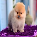 FYPOM KENNEL ขายน้อง Banana Milk Pudding เพศผู้ สีส้ม ขนแน่นสองชั้น โครงสร้างดีเ...