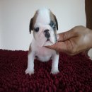 บูลด็อก(English Bulldog) เพศผู้ อายุ 45 วัน 