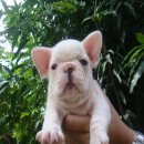 ---FRENCH BULLDOG---เพศเมีย***(ขายแล้วครับ)***