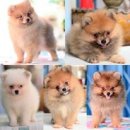 FYPOM KENNEL น้องๆ วัย2-3 เดือน ราคาพิเศษ 7500-8500 ตอนนี้เหลืออยู่ 4 ตัวละน้า +...