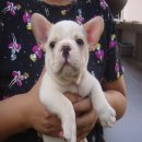 -----FRENCH BULLDOG-----เพศผู้(1) ***(ขายแล้วครับ)***