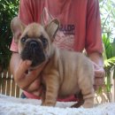 -----FRENCH BULLDOG-----เพศผู้ สี Fawn***(ขายแล้วครับ)***