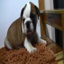 บูลด็อก(English Bulldog) เพศผู้ อายุ 65 วัน 