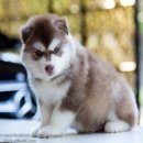 ขายลูกสุนัขพันธุ์ ไซบีเรียน (มีให้เลือกมากมายหลายแบบ) ALL BEST KENNEL ศูนย์รวมไซ...